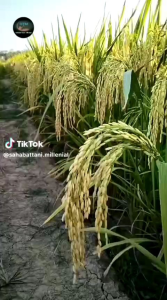 BENIH PADI T2 TONGKOL JUMBO kemasan (1KG)