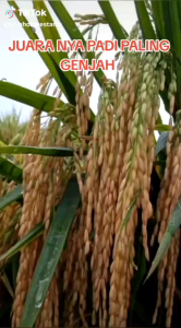 Benih padi terbaru super genjah BERBOBOT INPARI 72 JUMBO ORIGINAL (5Kg)