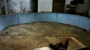 ไข่ไก่ชนพม่าม้าล่อรำงเมีองเหนือเจ้าแสน