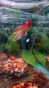 (MALE) Nothobranchius / Aphyosemion / Gardneri/ Killifish (Colorful Freshwater Decoration Fish) — Easy to Care & Peaceful Vibrant Colors for Your Aquarium Tank