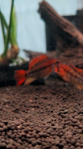 Apistogramma Viejita "Red Neck" Dwarf Cichlid Freshwater Aquarium Fish