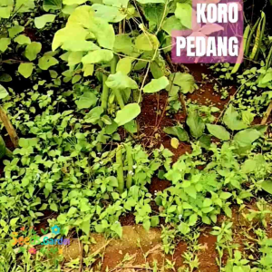 [TERLARIS] BIJI/BENIH TANAMAN KACANG KORO PEDANG PUTIH