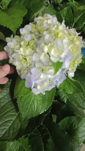 CHẬU CÂY HOA CẨM TÚ CẦU