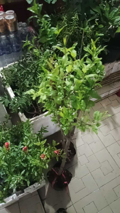 CÂY GIỐNG - 1 cây lựu ấn độ cao 90cm