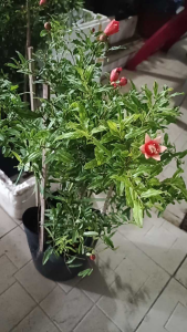 CÂY GIỐNG - 1 cây thái xum xuê