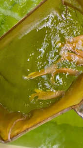 Lemon osca/柠檬地图鱼(100%import or local)Nextday delivery after in transit(5-6inci/8-9inci)