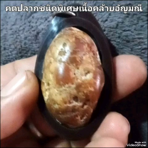 คตปลวกชนิดพิเศษเนื้อแบบอัญมณีแข็งแกร่งหายากมีชิ้นเดียวหมดแล้วหมดเลยครับ