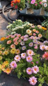 Hạt giống mười giờ kép mix