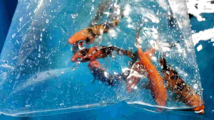 assorted  koi fish  4-5 inch size