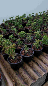 ชวนชมแกะเมดูซ่า (Adenium Carved Medusa) หลายขนาด