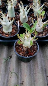 ชวนชมอรา V2 ฮัก กระถาง 6 นิ้ว (Dorset Horn Adenium DHA)