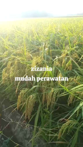 BENIH /BIBIT PADI ZIZANIA PREMIUM TERBARU 1KG