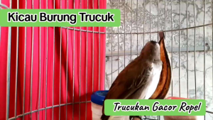 Jogjrog Gacor Ropel. BIK Bird Trucuk Racikan Alami. Suplemen Alami Penggacor Burung Trucukan.