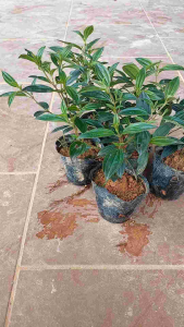 cây mua bầu bát. bầu rễ ổn định