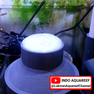 Protein skimmer diy 4inch kapasitas pompa 2000lph siap kirim