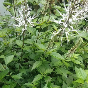 daun kumis kucing segar dan bunganya banyak manfaat dan khasiat nya harga 180000