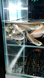Silver Arowana/Kelisa Perak/Ornamental fish/Freshwater/Readystock