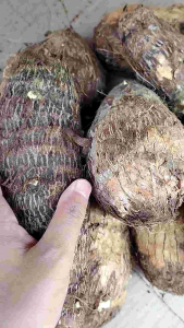 Umbi Talas segar 500 gram dan 1 kg asli petani