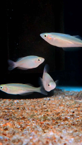 Parkinson Rainbow Fish Freshwater Decorative Fish