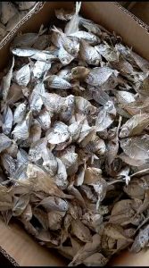 ikan asin PETEK fresh/ pepetek / dokdok bersih 1kg mantap promo paling murah