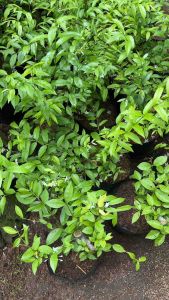 Termurah Bonsai Anting Putri Hasil Stekk Fress