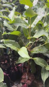 CÂY MẬN HỒNG SÓC TRĂNG MST