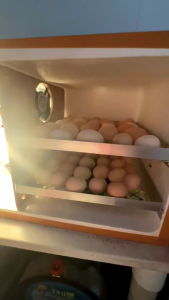 Egg Incubator