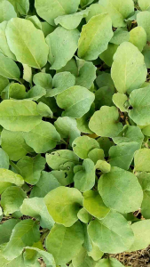 Benih terong ungu panjang SIAP TANAM paket (50 batang) bibit terong siap tanam