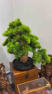 迎客松树 风水树Welcoming Pine Bonsai N40 （免费风水质询）