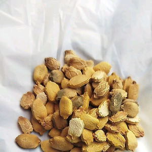 100 Gram Benih Pare Lokal Pilihan