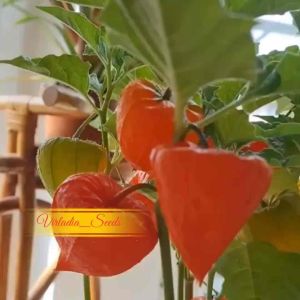 [Virladia Seeds] Biji Benih tanaman Ciplukan merah
