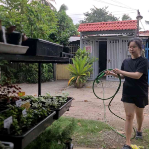 Bonsai Mini Trà Phúc Kiến – Cây Cảnh Mini Terrarium Paludarium