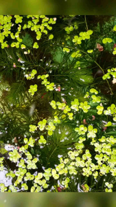 สาหร่ายหางกระรอก หรือ สาหร่ายพุงชะโด  จะคล้ายกันมาก  ใส่ตู้ปลา ไม้ประดับ พืชน้ำ ขนาด 70 กรัม***จัดส่งเฉพาะเขต ปริมณฑลและกรุงเทพเท่านั้น***ถ้าไกลๆสินค้าอาจเสียหายได้***