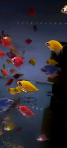 HIASAN AQUARIUM. Glofish warna warni isi 40pcs. warna lengkap