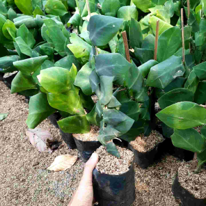 TANAMAN RAMBAT DOLAR DAUN BESAR / DOLAR RAMBAT BESAR