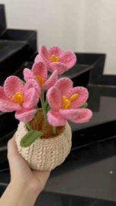 Hoa len chậu hồng 2 bông đủ màu