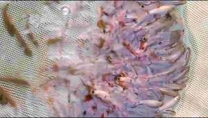 Hiasan aquarium Redfin isi 10 + siap kirim aman