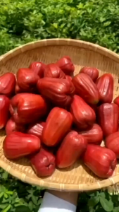 Bibit Jambu air citra unggul siap tanam tanaman tabulampotjambu air merah