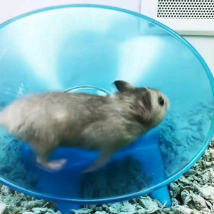 SWEET UFO - MAINAN KINCIR HAMSTER UFO《KODE4》