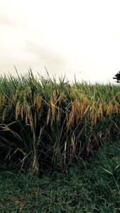 Benih padi UNGGUL CDR 69 ORIAN TERBARU kemasan 5kg