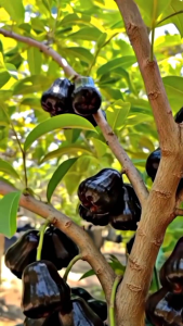 Bibit Jambu Air Citra Hitam 🌱Sudah Siap Ditanam Bibit Subur Besar Rimbun Siap Ditanam Di Lahan Maupun Di Planterbag Hasil Cangkok Yuk Dicekout Pemesanan Bisa COD Bayar Ditempat