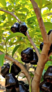 Bibit Jambu Air Citra Hitam 🌱Sudah Siap Ditanam Bibit Subur Besar Rimbun Siap Ditanam Di Lahan Maupun Di Planterbag Hasil Cangkok Yuk Dicekout Pemesanan Bisa COD Bayar Ditempat