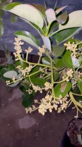 Bibit Alpukat KONDISI BERBUNGA asli daun rimbun batang kokoh