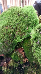 Lumut Hidup Premium 1Kg | Living Moss Premium Bersih 1Kg Tanpa Tanah Media Tanam | Lumut Hidup