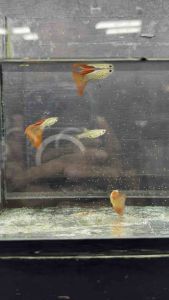 Red Lace Guppy