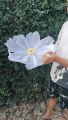 Kelopak Bunga Dekorasi Pelaminan model bunga sepatu /Artificial Flower / Kap Bunga Dekorasi / Bunga Hias / Giant Flower Premium / bahan kain organdi Organza. 