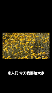 Chrysanthemum Buds Floral Beauty Tea kek hwa 40g [OASIS]