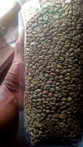 KOPI ARABIKA KOPI BIJI OLAHAN NATURAL MENTAH GREENBEAN