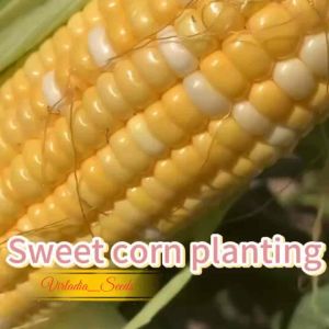 [Virladia Seeds] Biji Benih tanaman jagung manis Sweet Corn