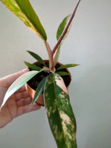 ฟิโลเดนดรอน คาราเมล มาร์เบิลด่างแล้วไม่ต้องลุ้นอนุบาลมากกว่า3เดือน